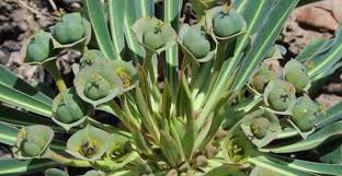 Attēlu rezultāti vaicājumam “Euphorbia cyparissias fruit”