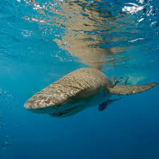 Image result for Negaprion brevirostris