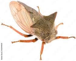 Attēlu rezultāti vaicājumam “Centrotus cornutus”