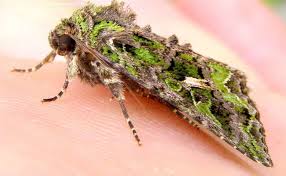 Attēlu rezultāti vaicājumam “Trachea atriplicis”