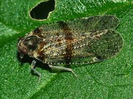 Attēlu rezultāti vaicājumam “Cixiidae”