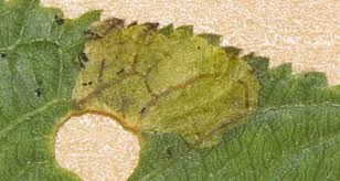 Attēlu rezultāti vaicājumam “Lyonetia prunifoliella”