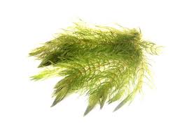 Attēlu rezultāti vaicājumam “Ceratophyllum demersum”