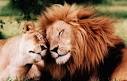 lion love