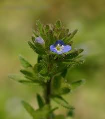 Attēlu rezultāti vaicājumam “Veronica arvensis leaf”