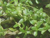 Attēlu rezultāti vaicājumam “Callitriche verna leaf”