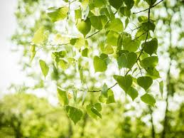 Attēlu rezultāti vaicājumam “Populus x petrowskyana leaf”