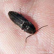 Attēlu rezultāti vaicājumam “Cidnopus aeruginosus”