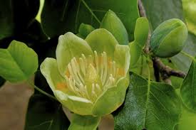 Attēlu rezultāti vaicājumam “Liriodendron tulipifera bud”