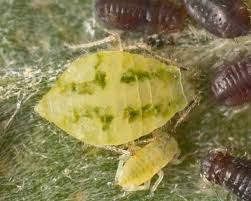 Attēlu rezultāti vaicājumam “Chaitophorus populeti”