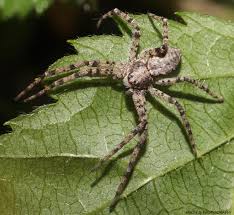 Attēlu rezultāti vaicājumam “Philodromidae”