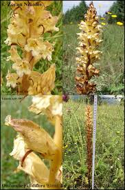 Attēlu rezultāti vaicājumam “Orobanche reticulata flower”