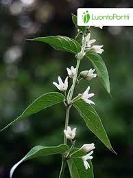 Attēlu rezultāti vaicājumam “Vincetoxicum hirundinaria fruit”