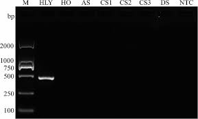 Attēlu rezultāti vaicājumam “Hylastes sp.”