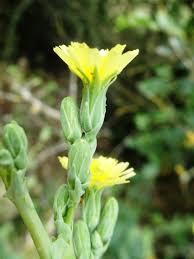 Attēlu rezultāti vaicājumam “Lactuca serriola”