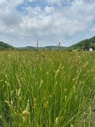 Attēlu rezultāti vaicājumam “Carex loliacea fruit”