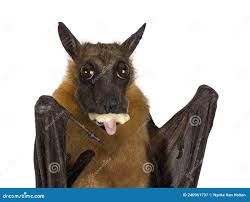 Attēlu rezultāti vaicājumam “Chiroptera”