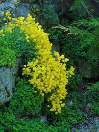 Image result for Alyssum saxatile