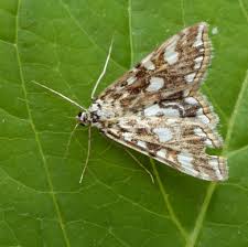 Attēlu rezultāti vaicājumam “Elophila nymphaeata”