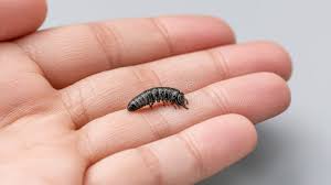 Attēlu rezultāti vaicājumam “Cantharis fusca larva”