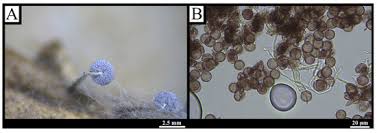 Attēlu rezultāti vaicājumam “Physarum bivalve spores”