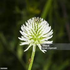 Attēlu rezultāti vaicājumam “Trifolium montanum flower”