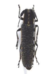 Attēlu rezultāti vaicājumam “Agapanthia villosoviridescens”