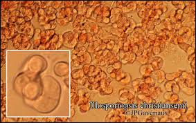 Attēlu rezultāti vaicājumam “Illosporiopsis christiansenii”