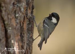 Attēlu rezultāti vaicājumam “Periparus ater”