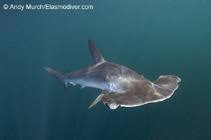 Image result for Sphyrna