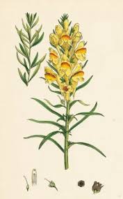 Image result for Linaria vulgaris