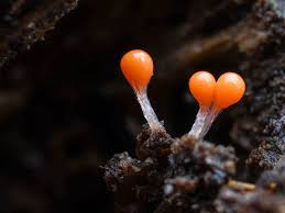 Attēlu rezultāti vaicājumam “Brefeldia maxima macro”