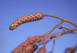 Attēlu rezultāti vaicājumam “Alnus glutinosa bud”