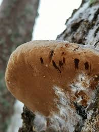 Attēlu rezultāti vaicājumam “Phellinus alni”