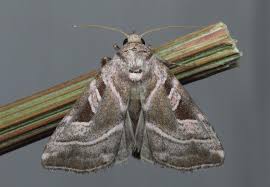 Attēlu rezultāti vaicājumam “Eucarta virgo”