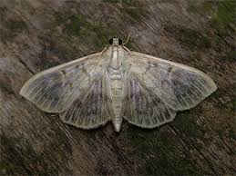 Attēlu rezultāti vaicājumam “Pleuroptya ruralis”