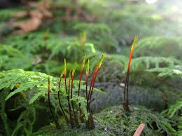 Attēlu rezultāti vaicājumam “Hylocomium splendens sporophyte”