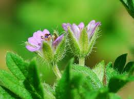 Attēlu rezultāti vaicājumam “Geranium pusillum flower”