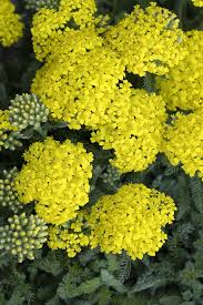 Attēlu rezultāti vaicājumam “Achillea millefolium”