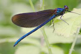 Attēlu rezultāti vaicājumam “Calopteryx virgo female”