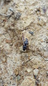 Attēlu rezultāti vaicājumam “Glischrochilus quadripunctatus imago”