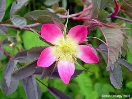 Attēlu rezultāti vaicājumam “Rosa glauca leaf”
