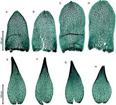 Attēlu rezultāti vaicājumam “Sphagnum angustifolium sporophyte”