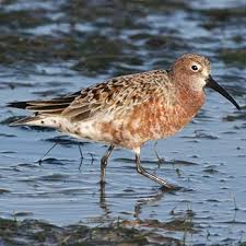 Attēlu rezultāti vaicājumam “Calidris ferruginea”