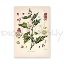 Image result for Althaea officinalis