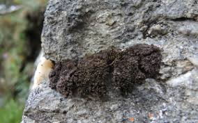 Attēlu rezultāti vaicājumam “Schistidium dupretii sporophyte”