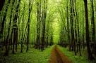 Plastic Forests Pty Ltd
