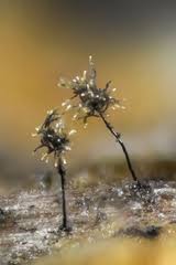 Attēlu rezultāti vaicājumam “Cribraria oregana spores”