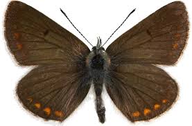 Attēlu rezultāti vaicājumam “Aricia artaxerxes”