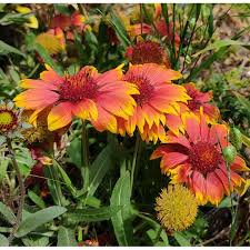 Image result for Gaillardia `Kobold`